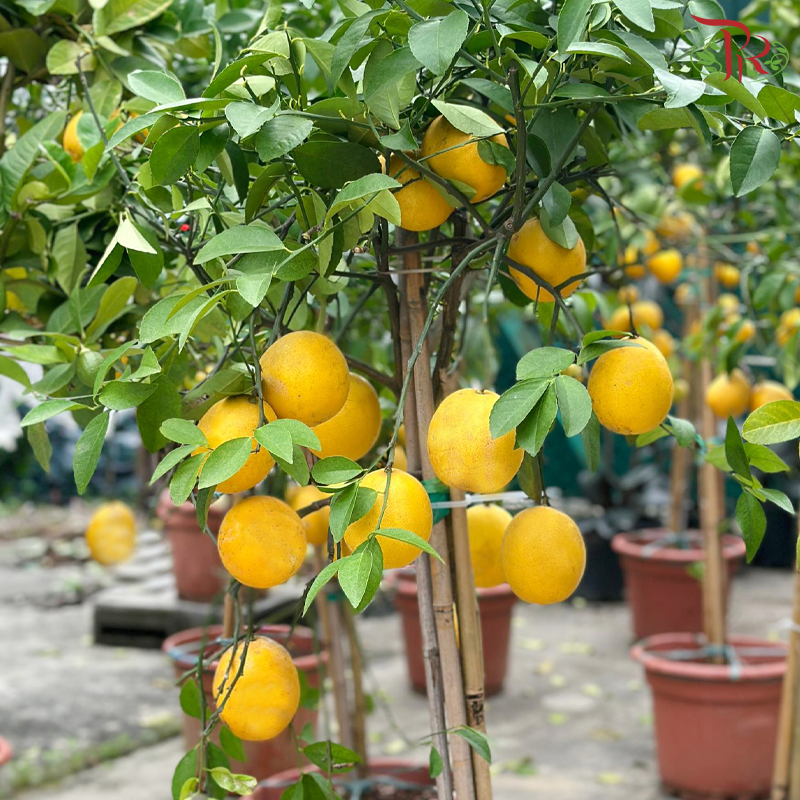 Lemon Tree《柠檬树》2.2-2.5M (XL Size)