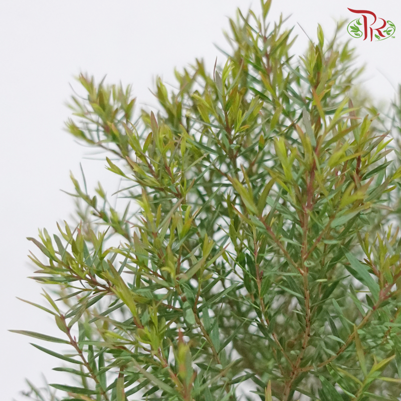 Leptospermum Melaleuca P150《茶树》