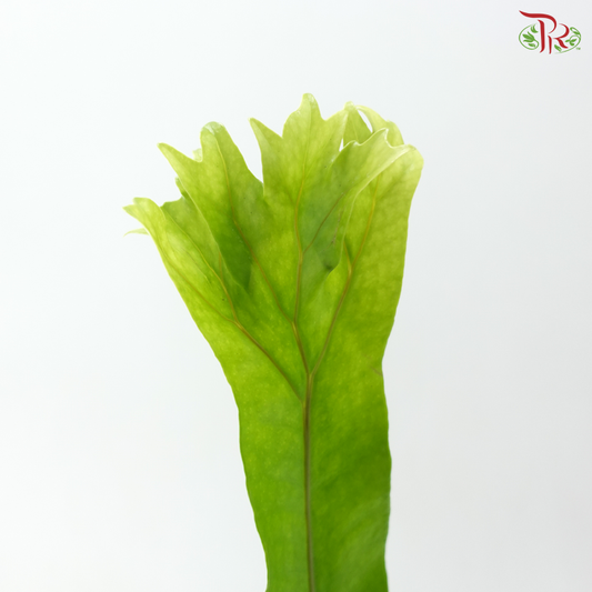 Lettuce Fern (5 Stems)