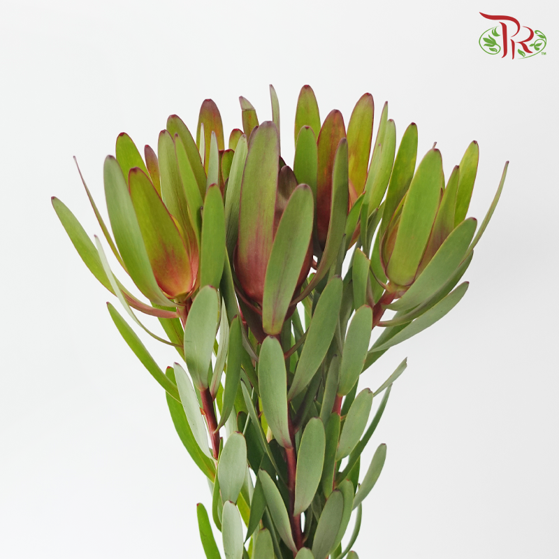 Leucadendron Red - (5 Stems)