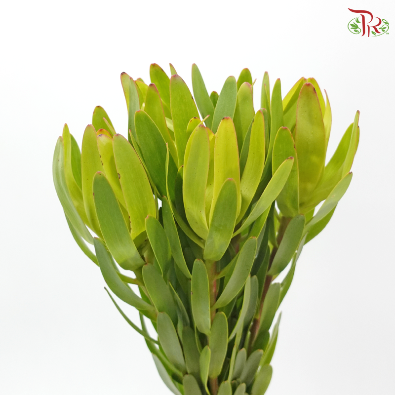 Leucadendron - Rosette Green (5 Stems)