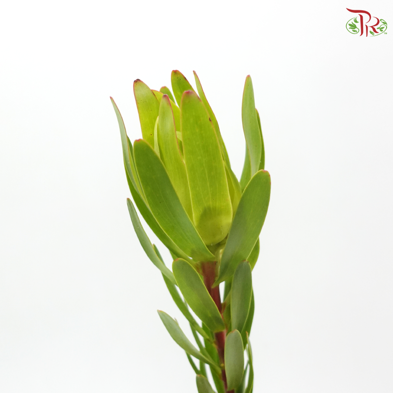 Leucadendron - Rosette Green (5 Stems)