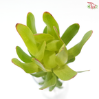 Leucadendron - Rosette Green (5 Stems)