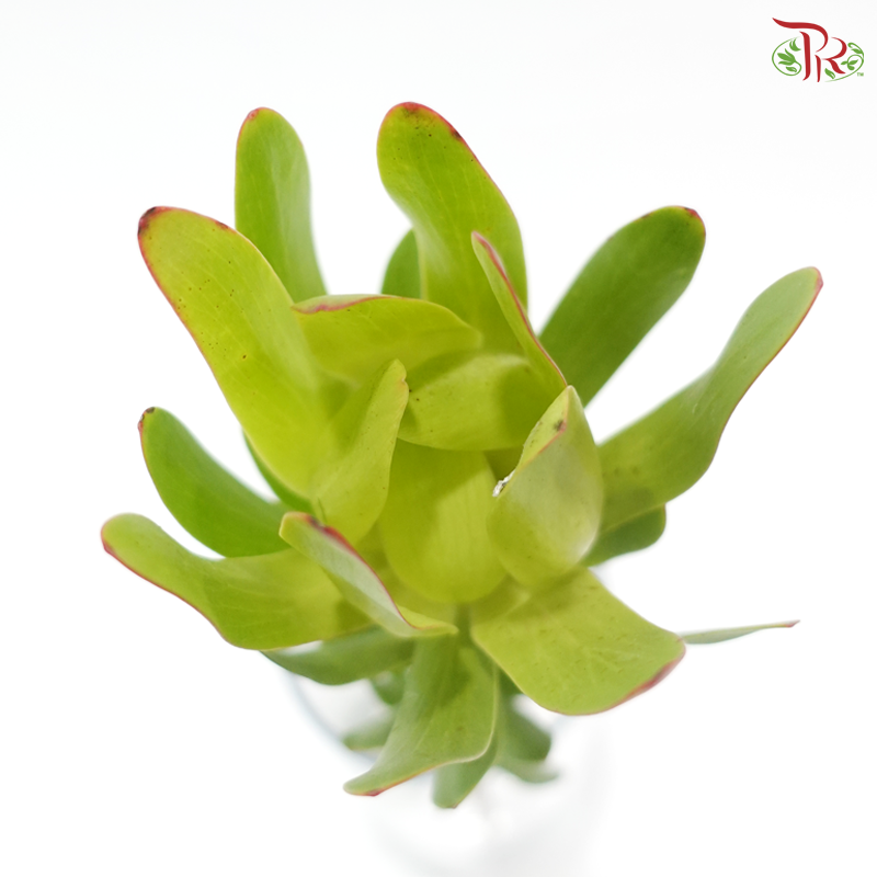 Leucadendron - Rosette Green (5 Stems)