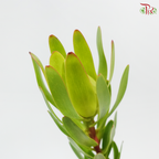 Leucadendron - Rosette Green (5 Stems)
