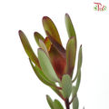 Leucadendron Red - (5 Stems)
