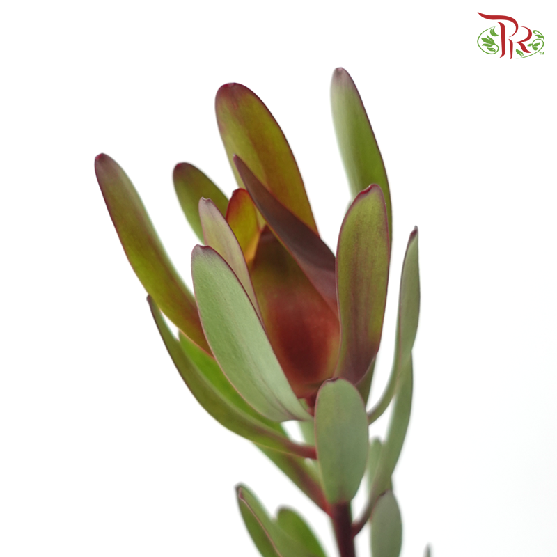 Leucadendron Red - (5 Stems)