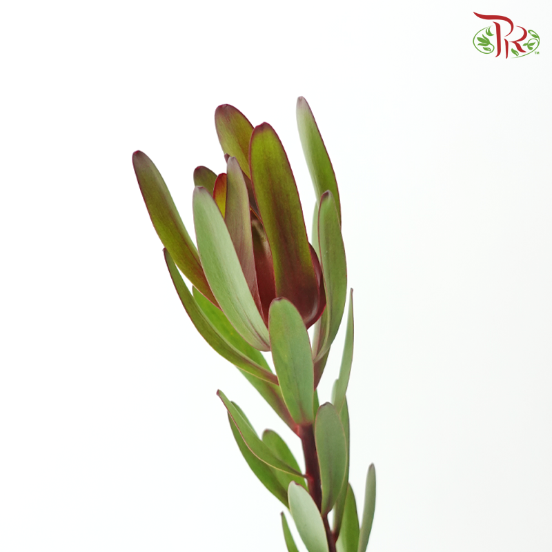 Leucadendron Red - (5 Stems)