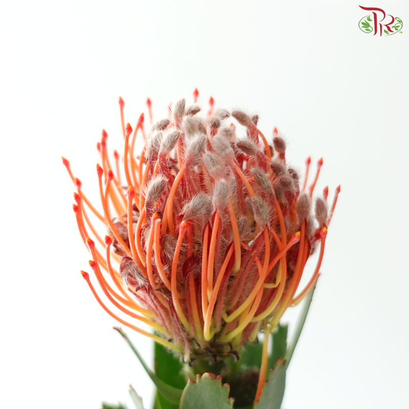 Leucospermum - Scarlet Ribbon (5 Stems)