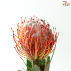 Leucospermum - Scarlet Ribbon (5 Stems)