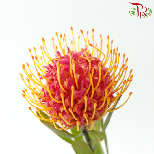 Leucospermum - Bicolour Pink & Orange (5 Stems)