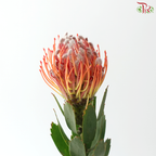 Leucospermum - Scarlet Ribbon (5 Stems)