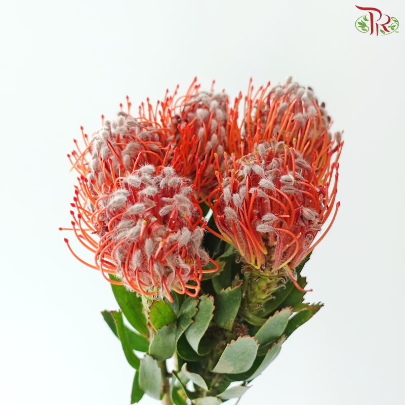 Leucospermum - Scarlet Ribbon (5 Stems)