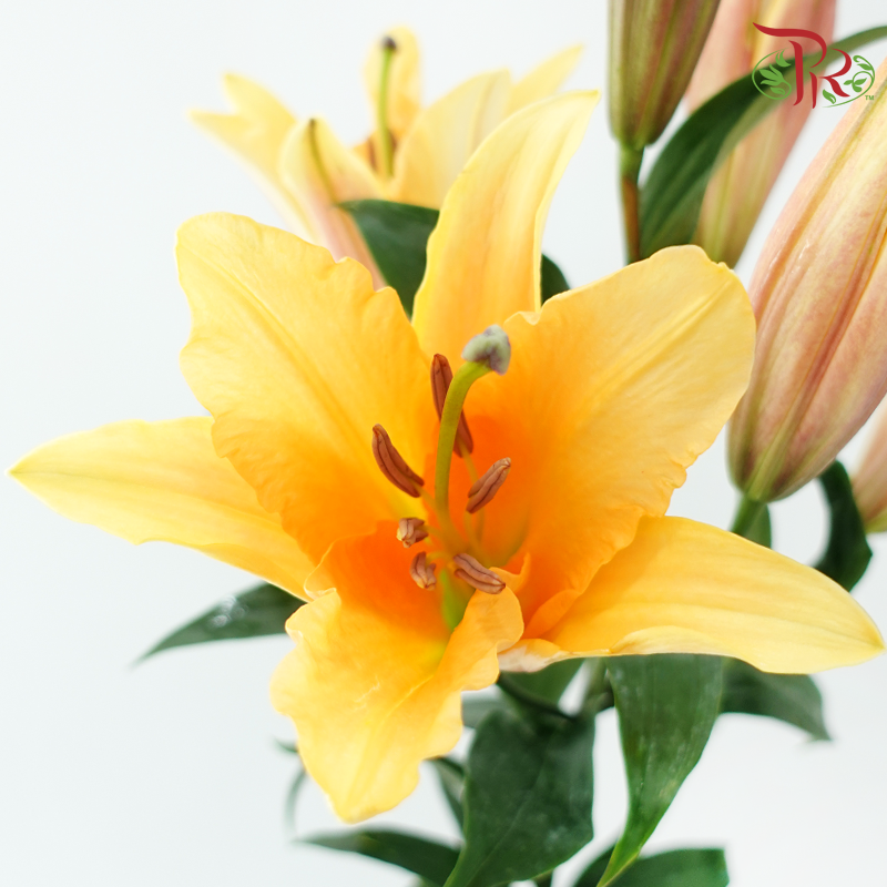 Lily (3+) - Orange Sunset (5 Stems)