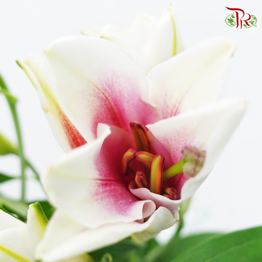 Lily 4+ - Profundo (5 Stems) - Pudu Ria Florist