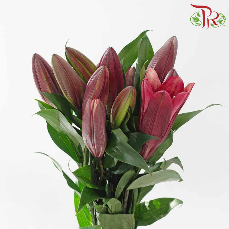 Lily (3+) - Eternal (5 Stems)