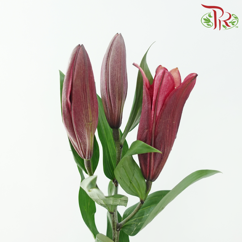 Lily (3+) - Eternal (5 Stems)