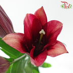 Lily (3+) - Eternal (5 Stems)