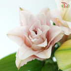 Rose Lily (3+) - Zinfandel (5 Stems)