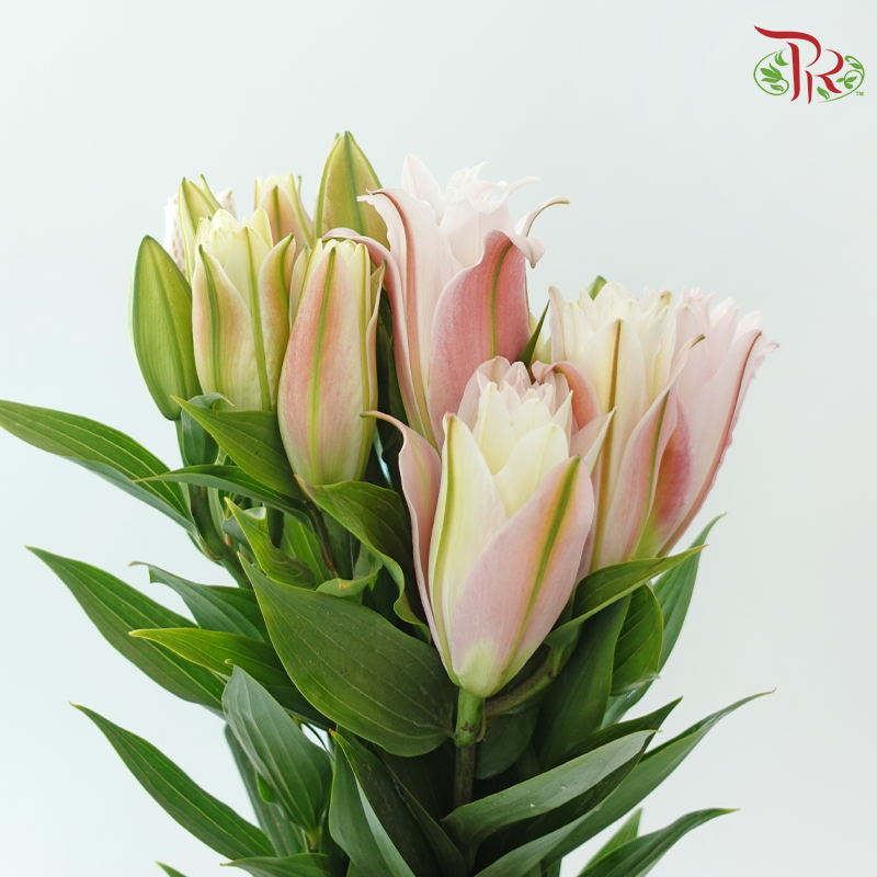 Rose Lily (3+) - Zinfandel (5 Stems)