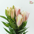 Rose Lily (3+) - Zinfandel (5 Stems)