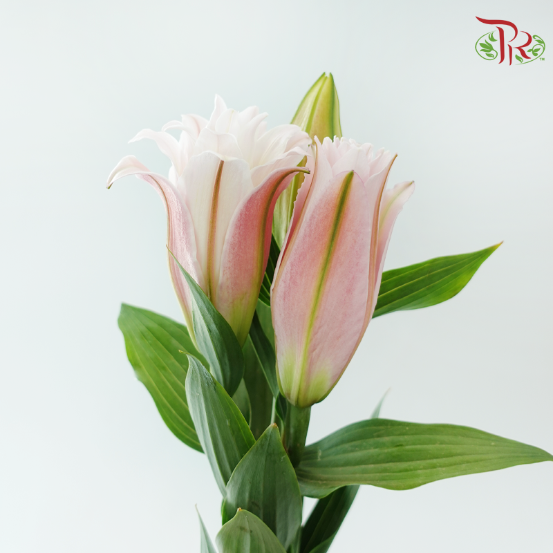 Rose Lily (3+) - Zinfandel (5 Stems)