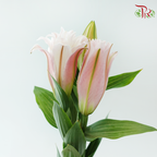 Rose Lily (3+) - Zinfandel (5 Stems)