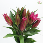 Rose Lily (3+) - Madame Rose 玫瑰夫人 (5 Stems)