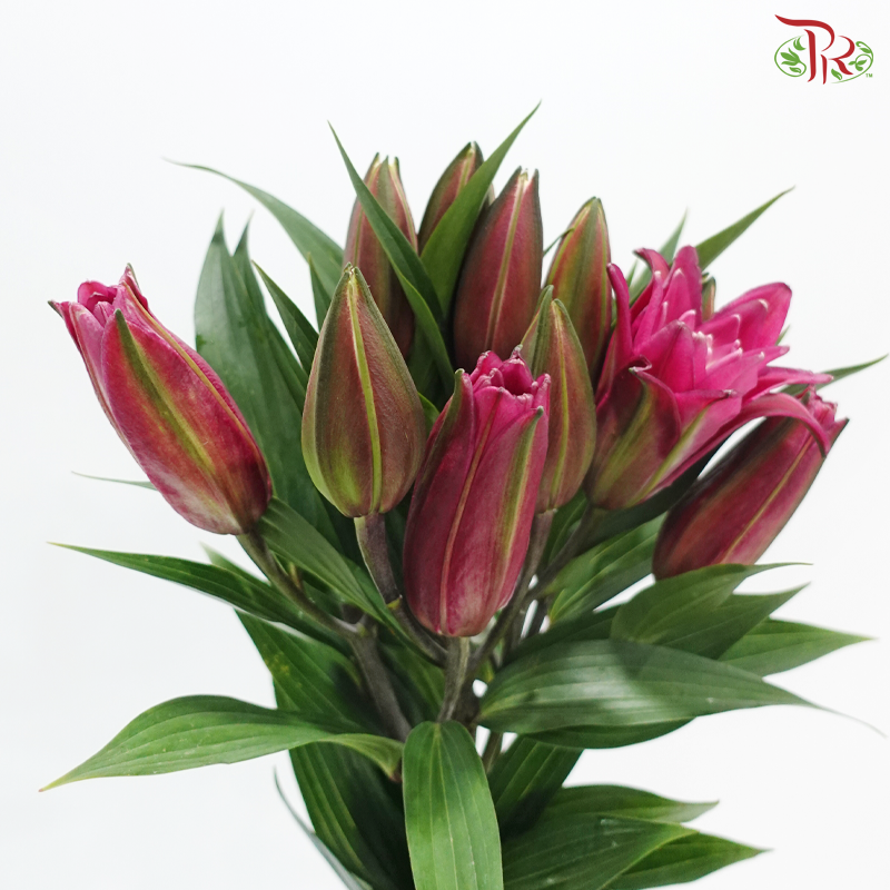 Rose Lily (3+) - Madame Rose 玫瑰夫人 (5 Stems)