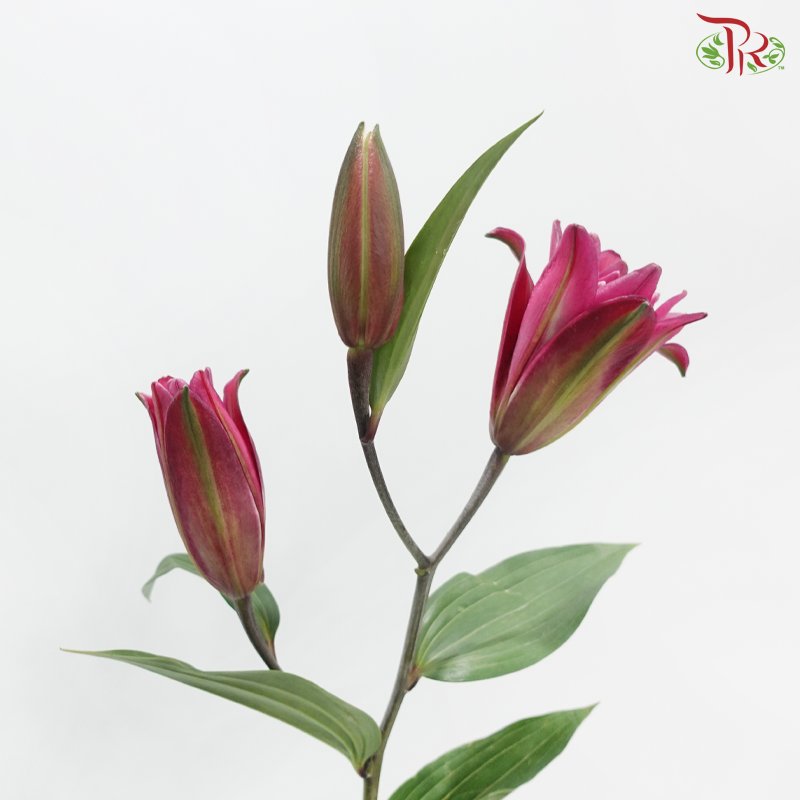 Rose Lily (3+) - Madame Rose 玫瑰夫人 (5 Stems)