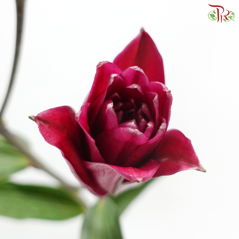 Rose Lily (3+) - Madame Rose 玫瑰夫人 (5 Stems)