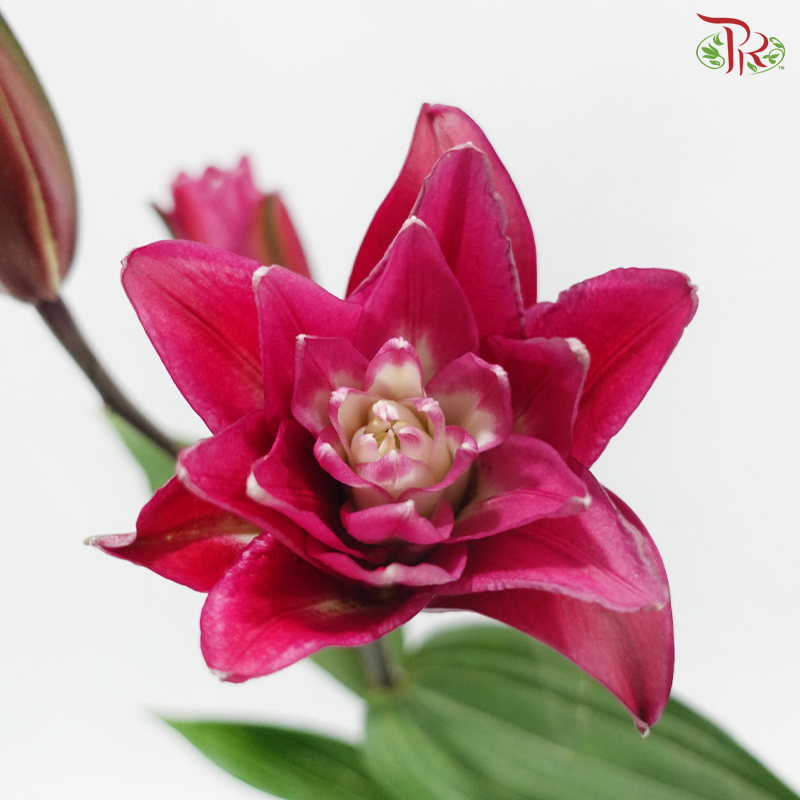 Rose Lily (3+) - Madame Rose 玫瑰夫人 (5 Stems)