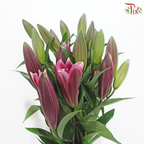 Lily - Black Beauty/Black Magic 3-4+ (5 Stems)