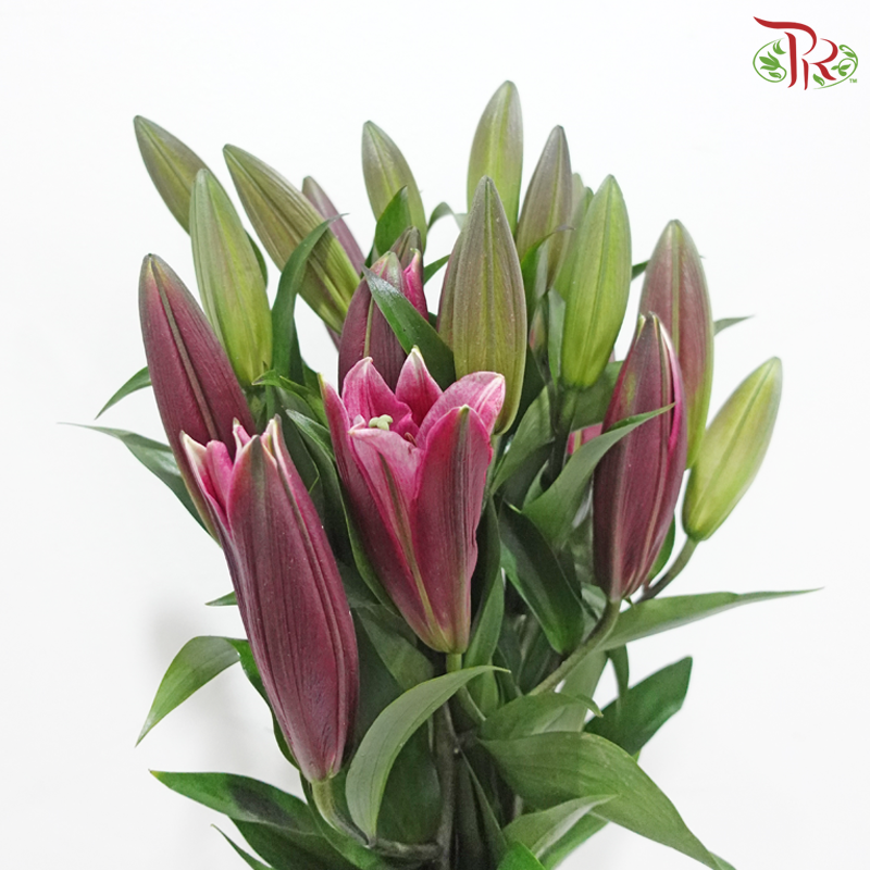 Lily - Black Beauty/Black Magic 3-4+ (5 Stems)