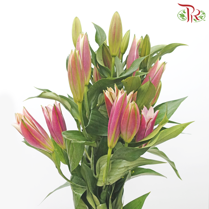 Lily (4/5+) - Great Luck / Blessing (5 Stems)