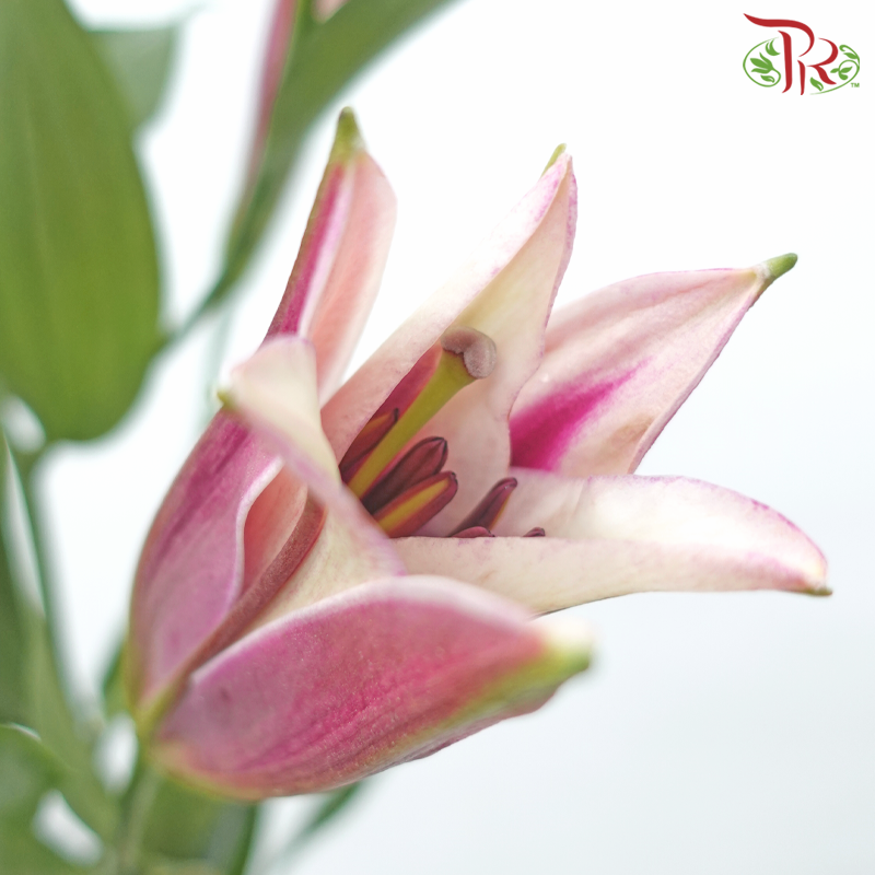 Lily (4/5+) - Great Luck / Blessing (5 Stems)