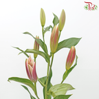 Lily (4/5+) - Great Luck / Blessing (5 Stems)