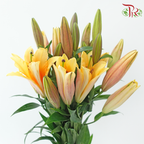 Lily (3+) - Orange Sunset (5 Stems)