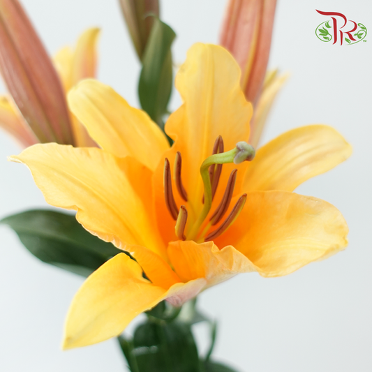 Lily 3+ - Orange Sunset (5 Stems)