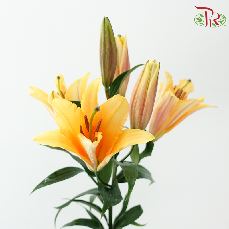 Lily (3+) - Orange Sunset (5 Stems)