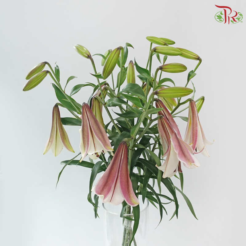 Lily 4+ - Moon of East 东方月亮 (5 Stems)