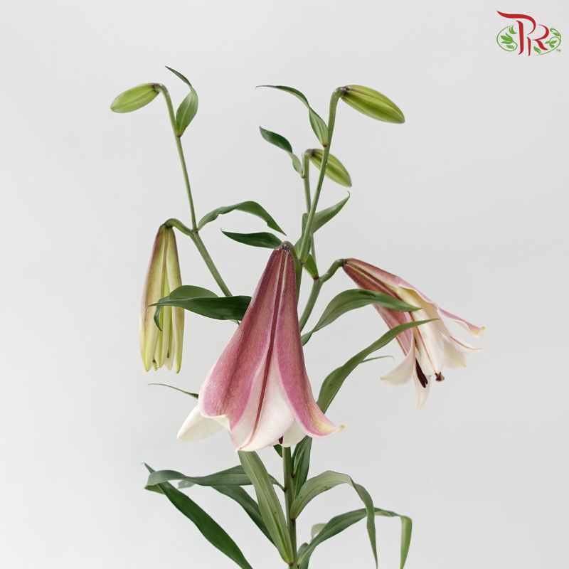 Lily 4+ - Moon of East 东方月亮 (5 Stems)
