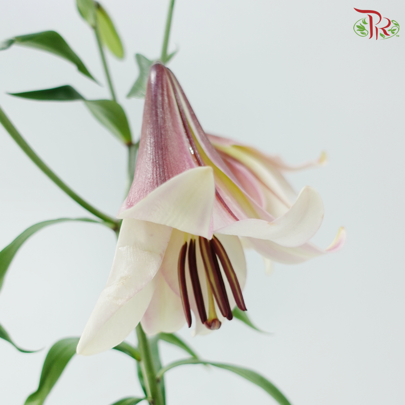Lily 4+ - Moon of East 东方月亮 (5 Stems)