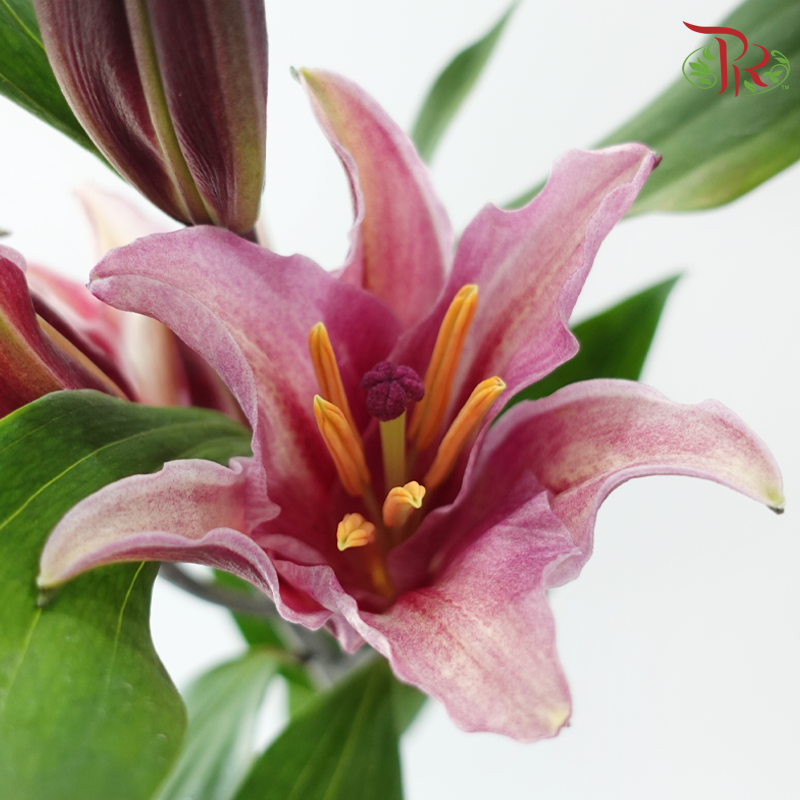 Lily (4/5+) - Black Beauty / Black Magic / Black Jack / Black Pearl (5 Stems)