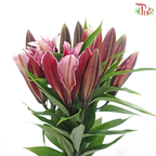 Lily (3+) - Black Jack / Black Beauty / Black Magic / Black Pearl (5 Stems)