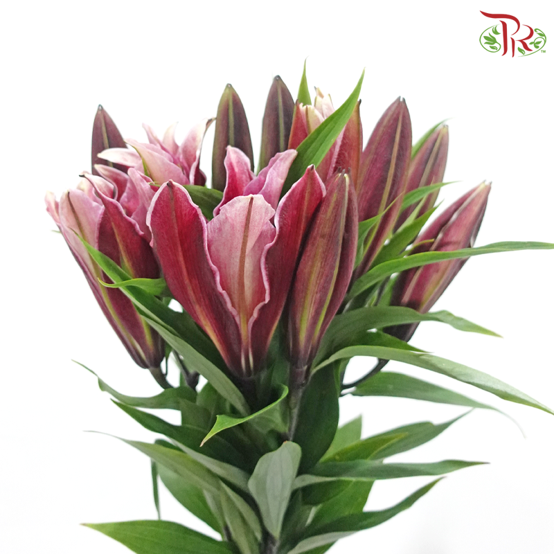 Lily (3+) - Black Jack / Black Beauty / Black Magic / Black Pearl (5 Stems)