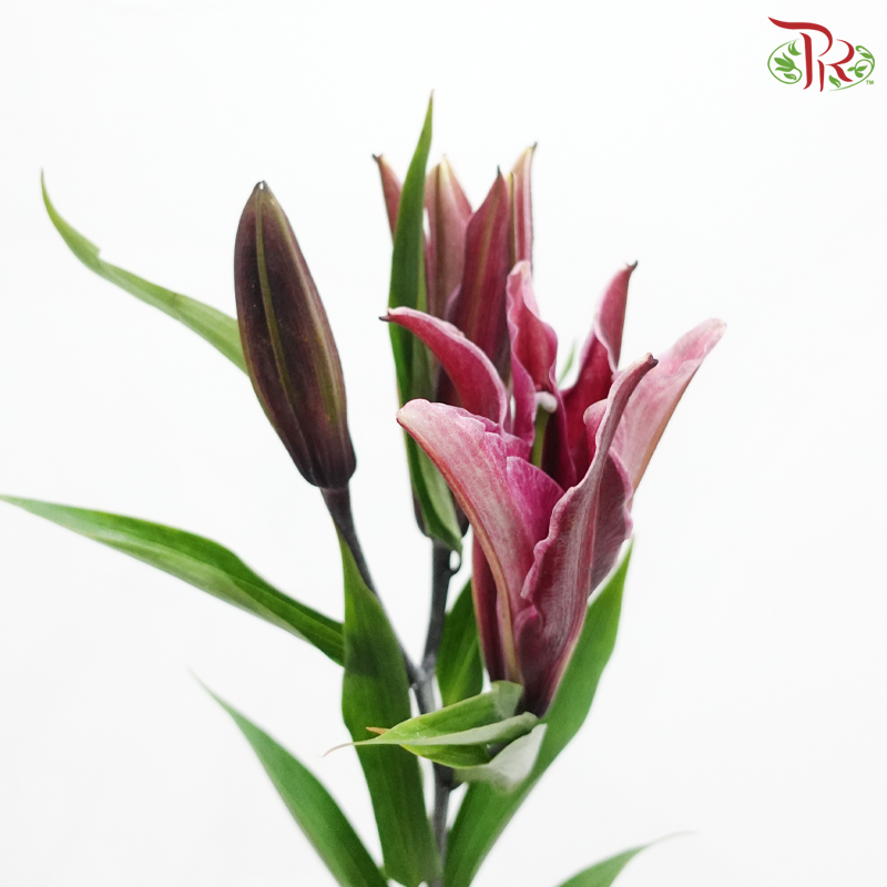 Lily (3+) - Black Jack / Black Beauty / Black Magic / Black Pearl (5 Stems)