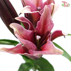 Lily (3+) - Black Jack / Black Beauty / Black Magic / Black Pearl (5 Stems)