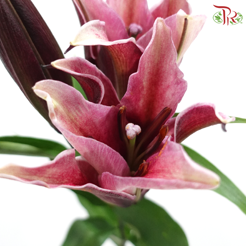 Lily (3+) - Black Jack / Black Beauty / Black Magic / Black Pearl (5 Stems)