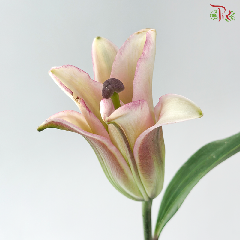 Lily (3+) - Viviana / Great Luck Blessing / Pure Love/ Profundo / Bacardi / Hong Fu / Parasol Pink / Starlight (5 Stems)